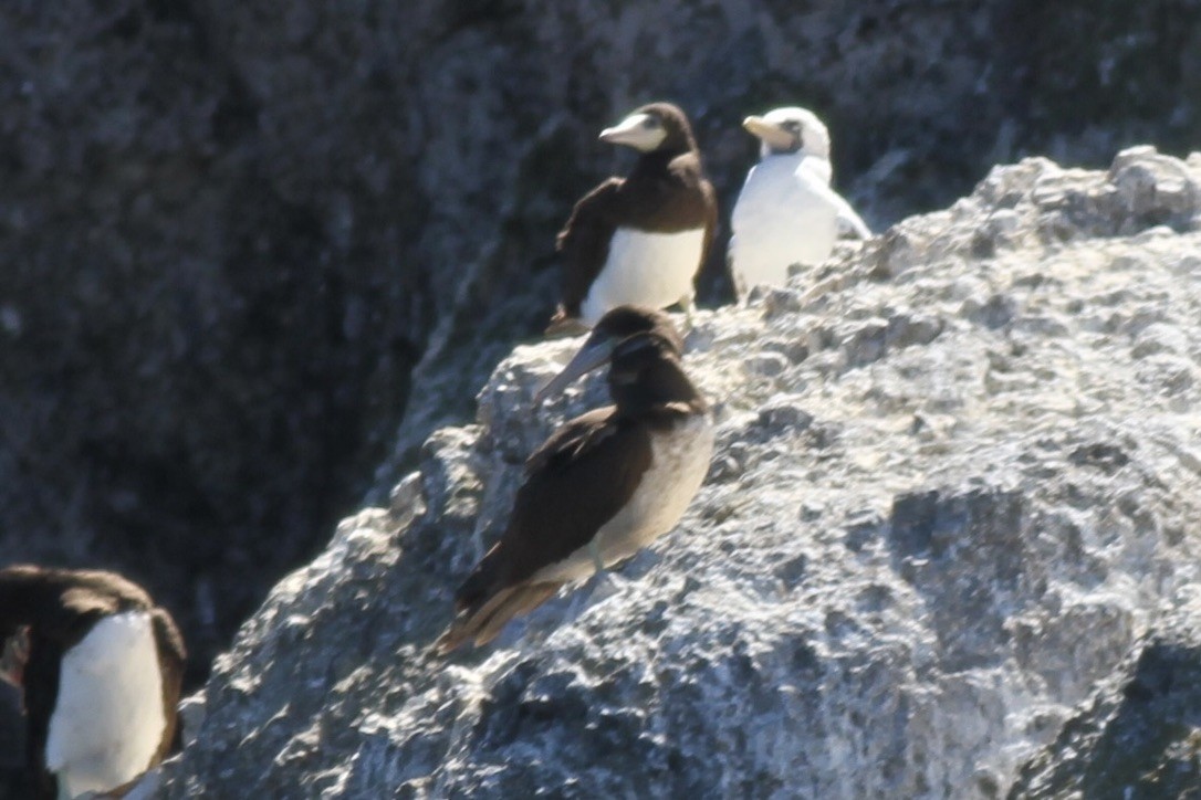 Brown Booby - ML614571812