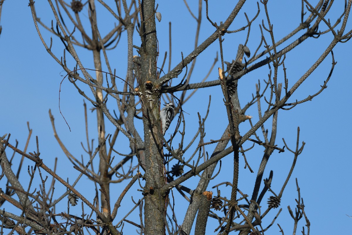 Downy Woodpecker (Eastern) - ML614571954