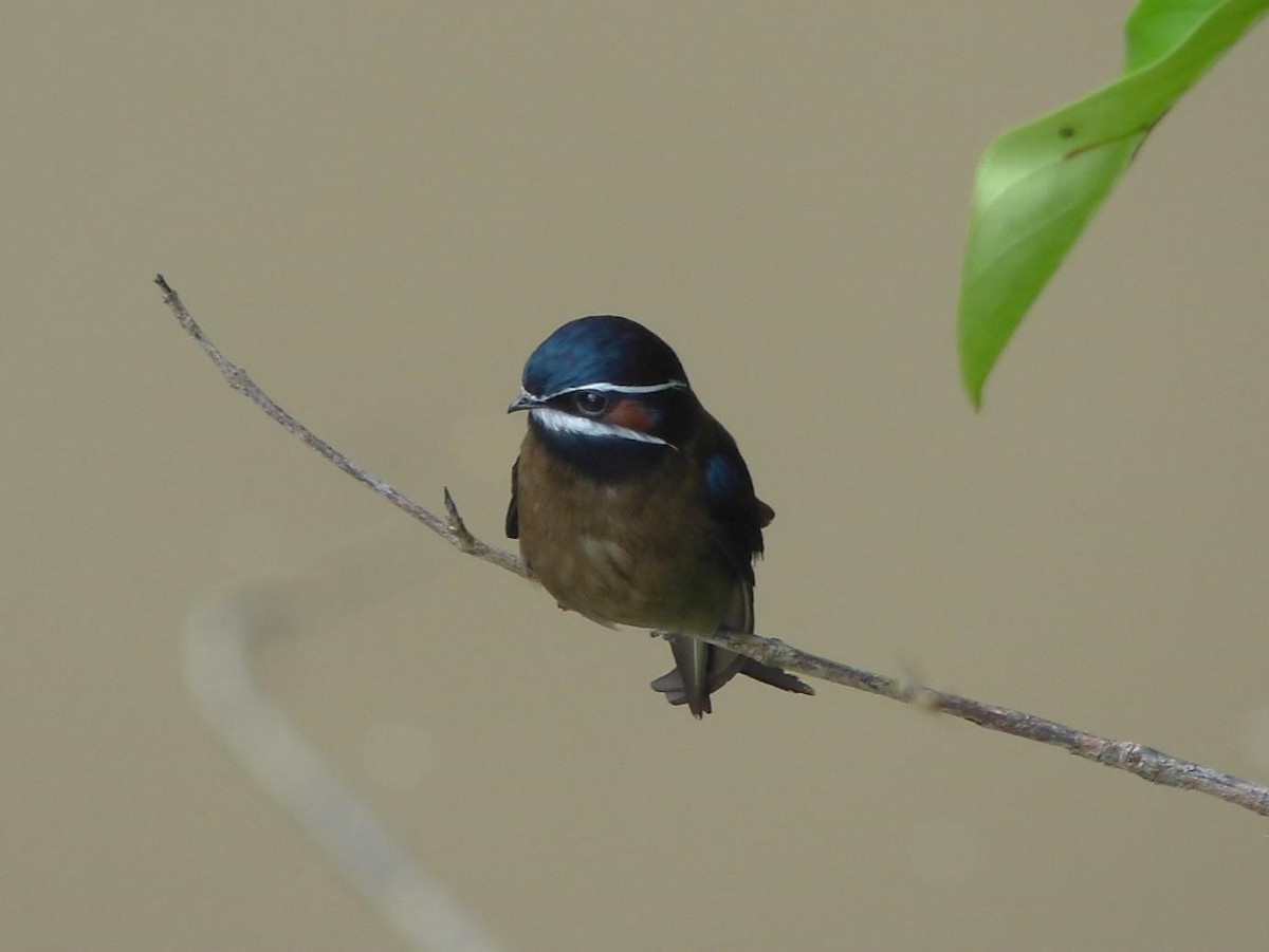 Whiskered Treeswift - Barry Reed