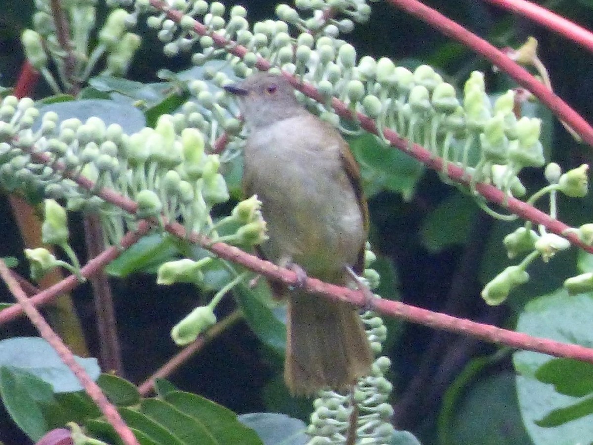 Spectacled Bulbul - Barry Reed