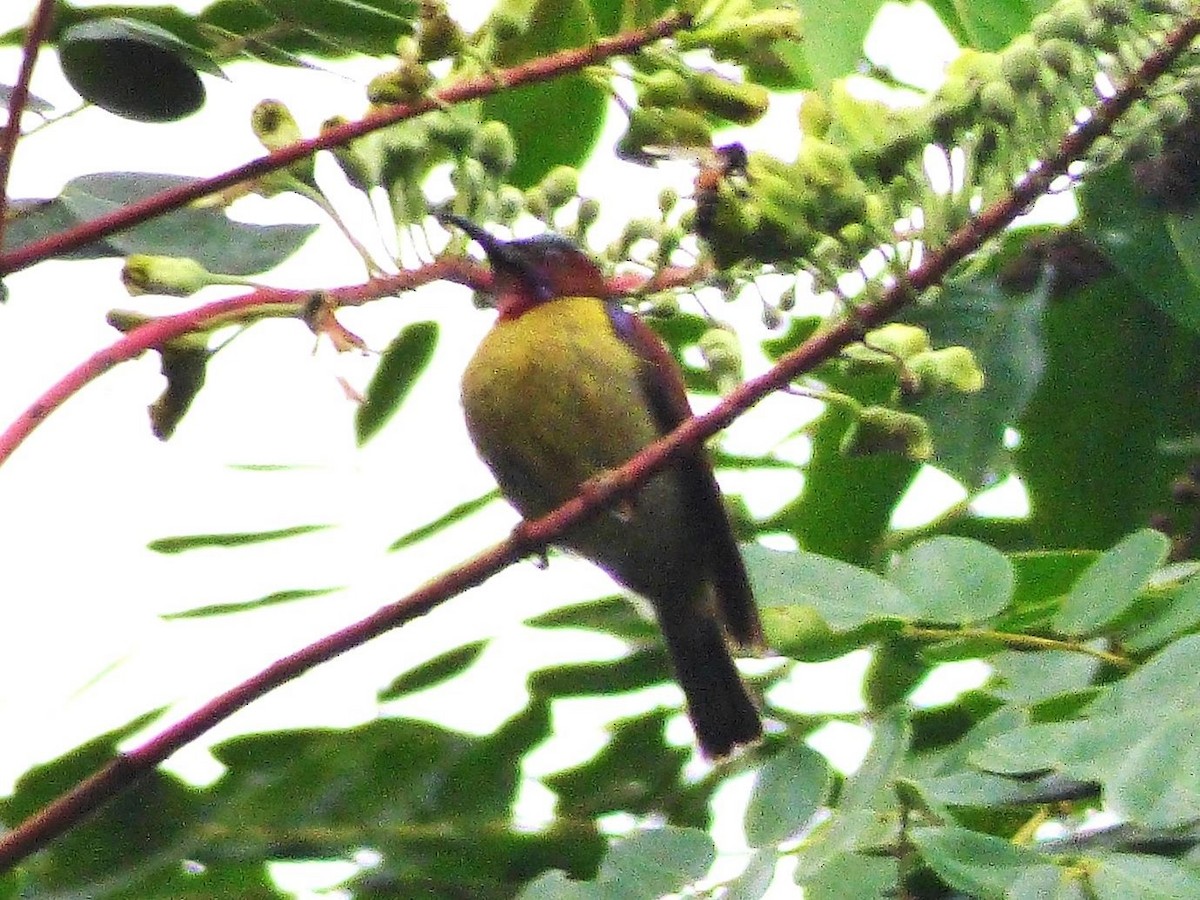 Red-throated Sunbird - Barry Reed