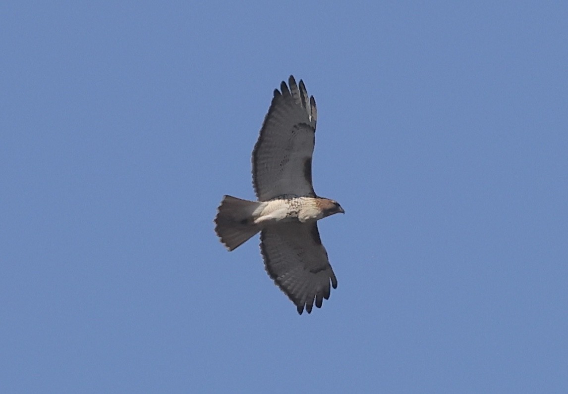 Red-tailed Hawk - ML614572051