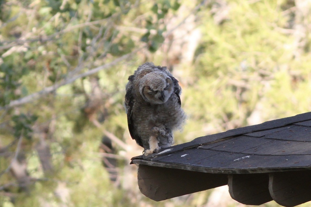 Great Horned Owl - ML614572241