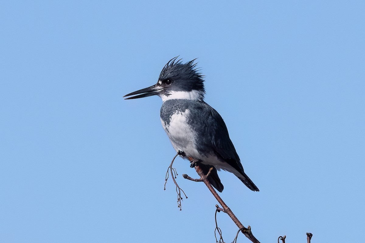 Belted Kingfisher - ML614572311