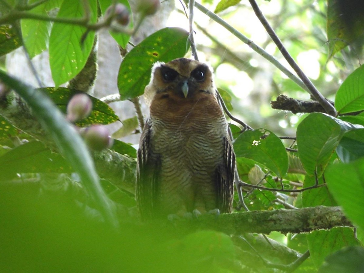 Brown Wood-Owl - ML614572312