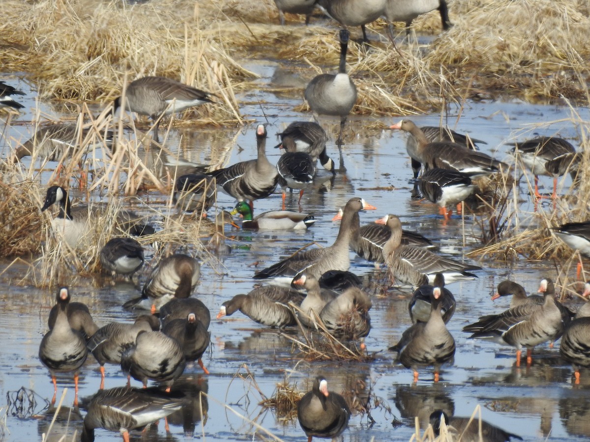 Greater White-fronted Goose - ML614572428