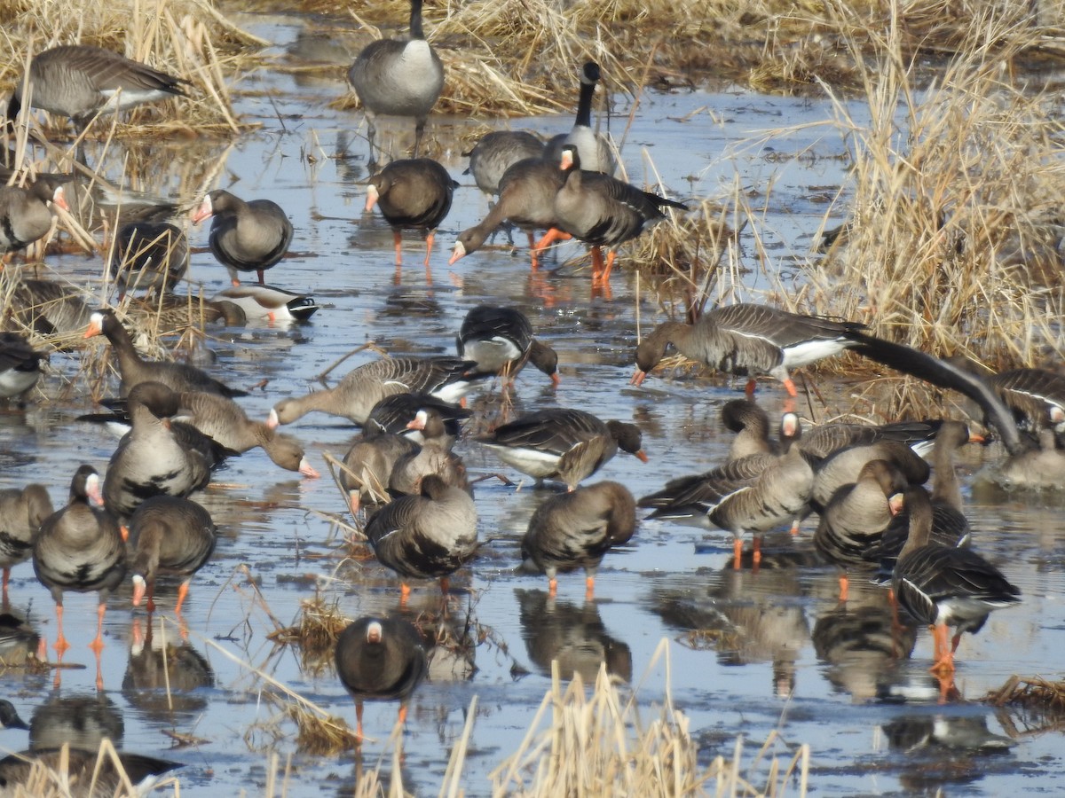 Greater White-fronted Goose - ML614572429