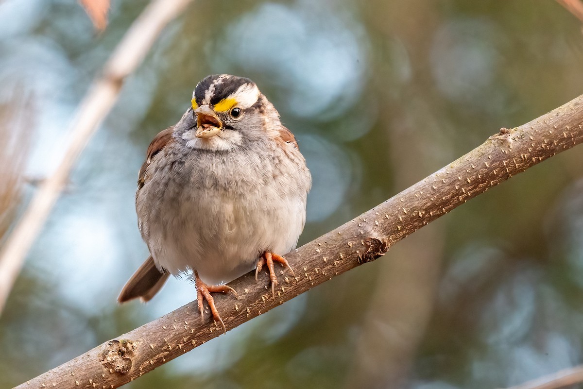 White-throated Sparrow - ML614572447