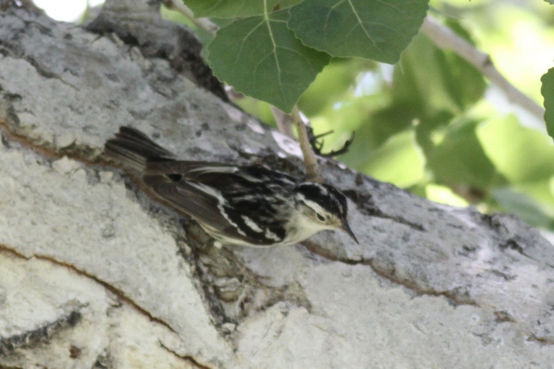 Black-and-white Warbler - ML614572458