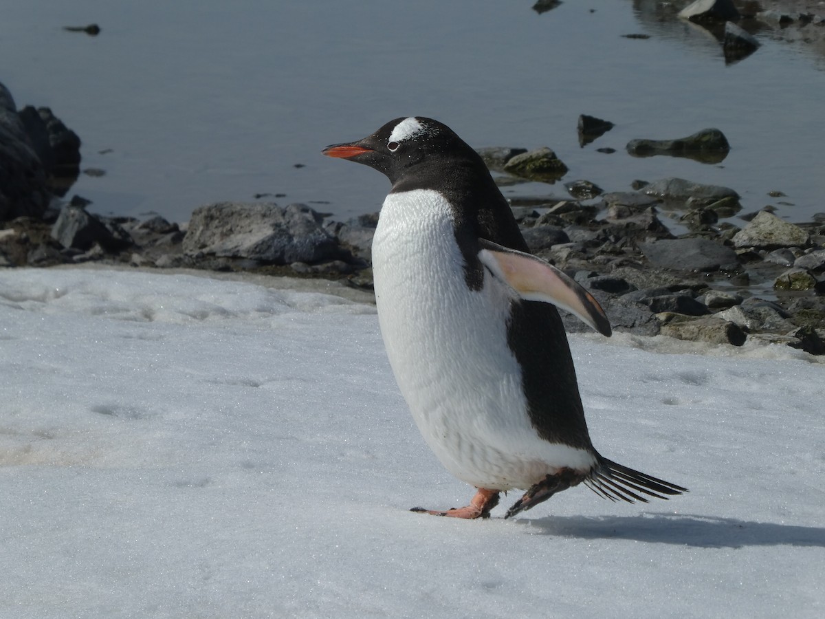Gentoo Penguin - ML614573044