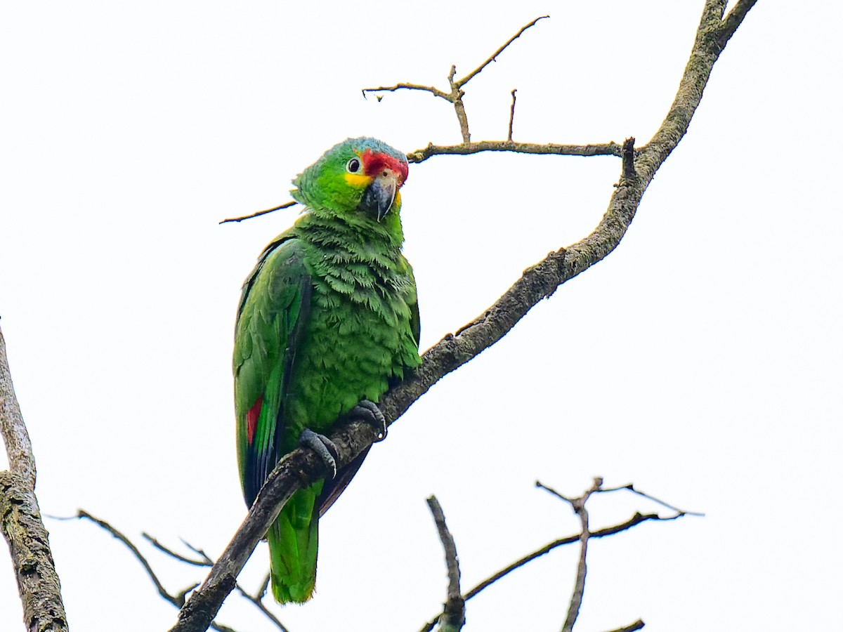 Red-lored Parrot (Red-lored) - ML614573115