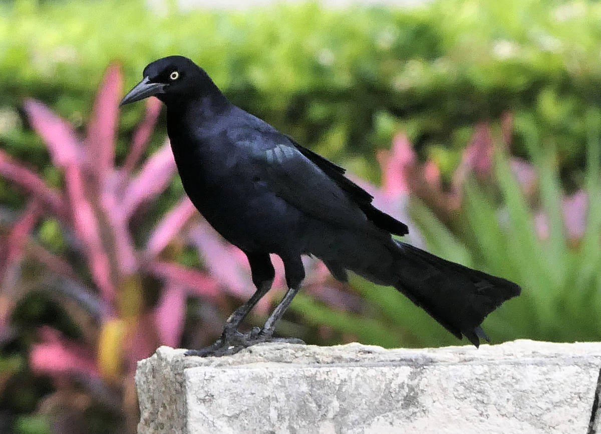 Great-tailed Grackle - ML614573139
