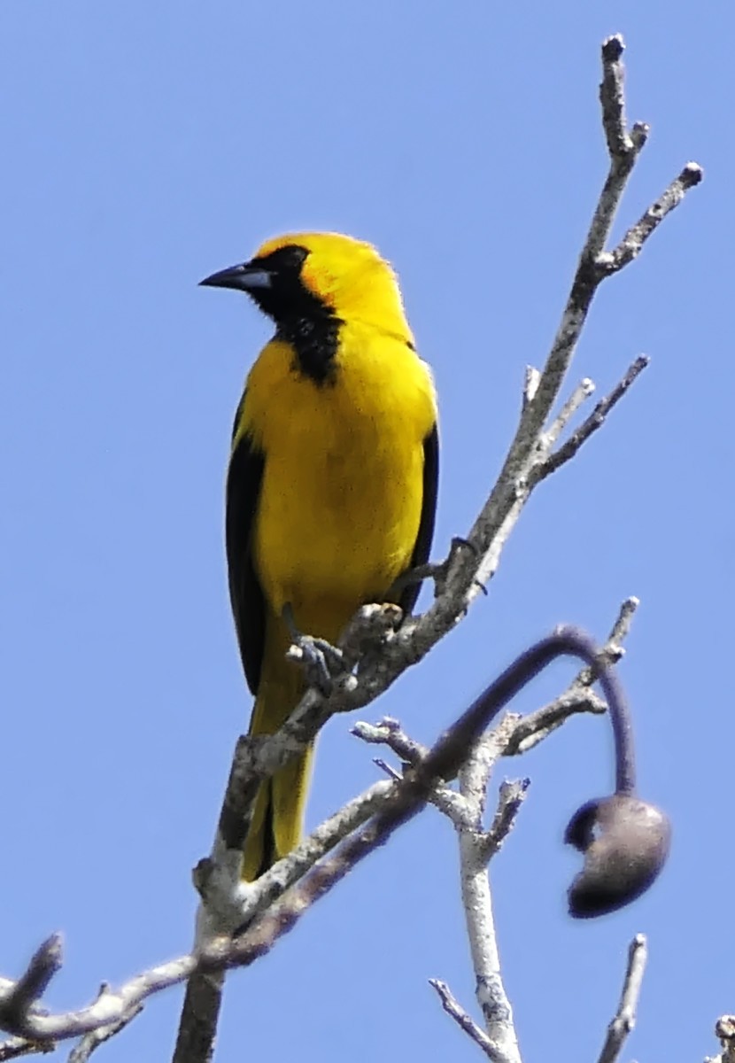 Yellow-tailed Oriole - ML614573221
