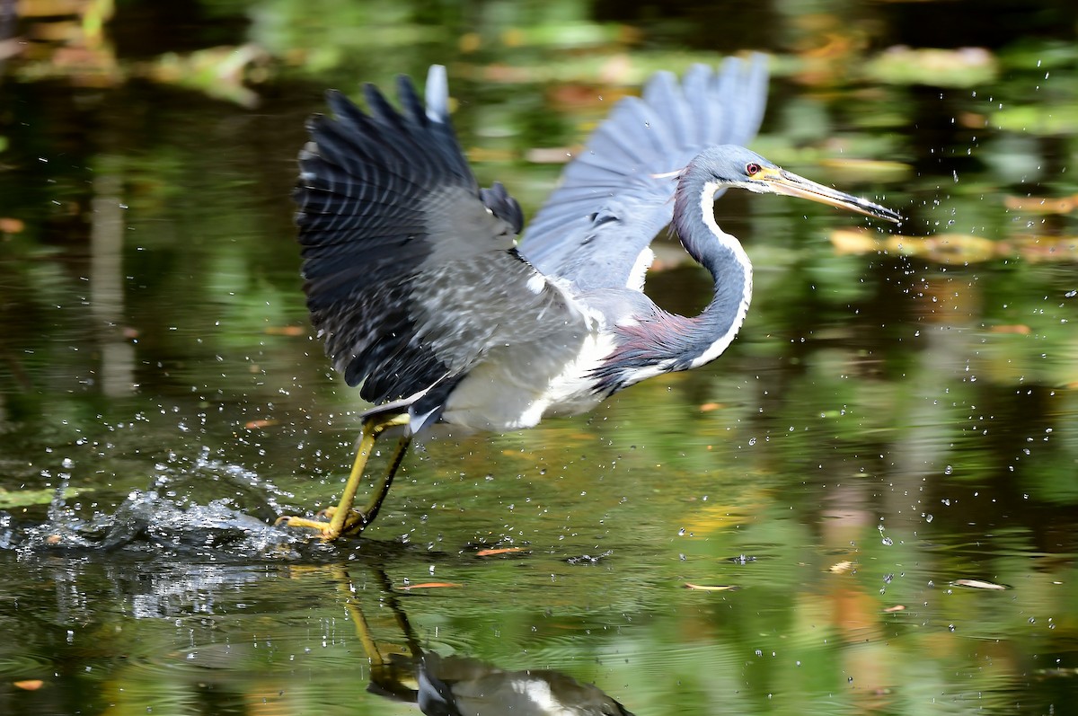 eBird Checklist - 8 Feb 2024 - Sawgrass Lake Park - 40 species