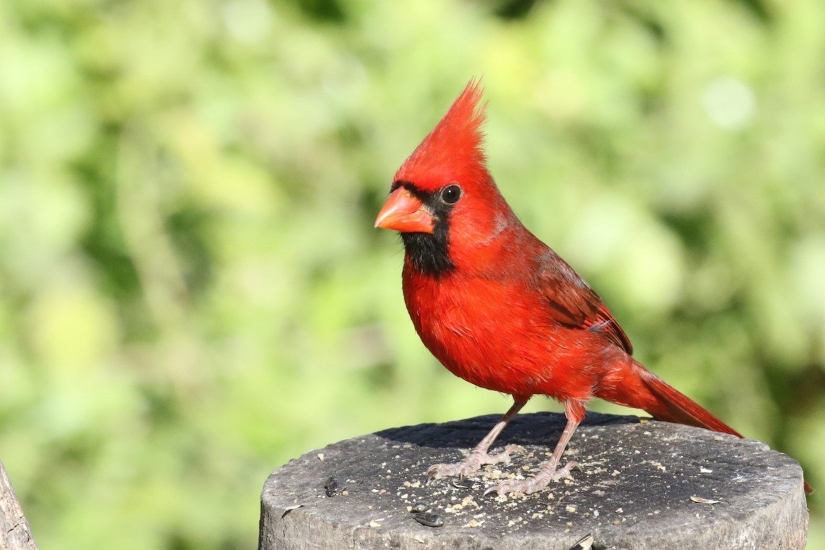 Cardinal rouge (groupe cardinalis) - ML614573660