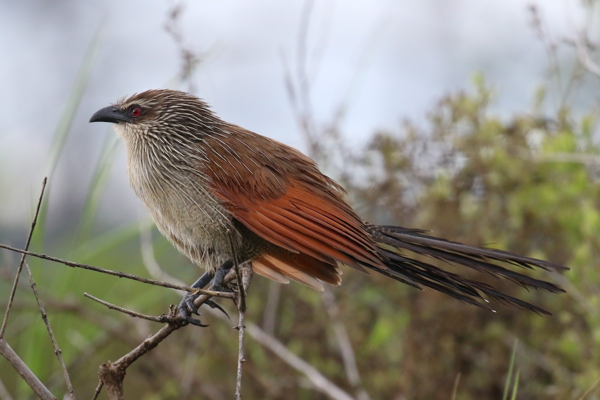 White-browed Coucal - ML614574130