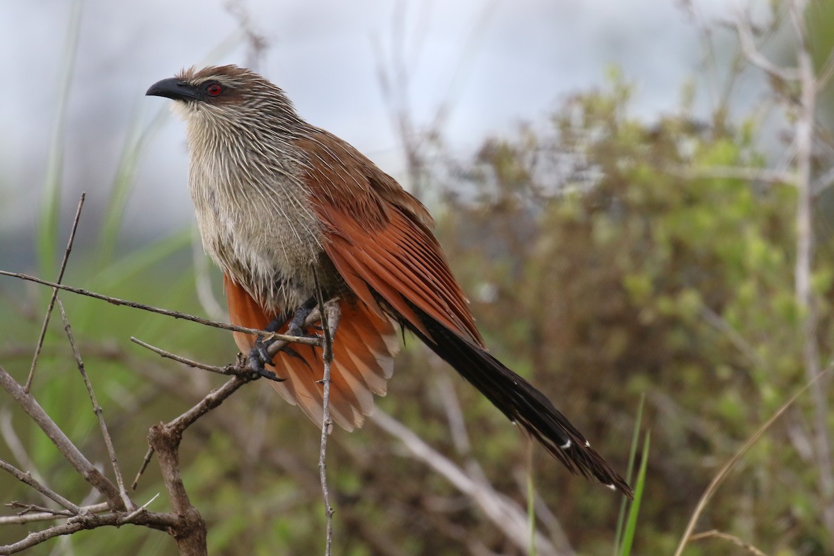 White-browed Coucal - ML614574132