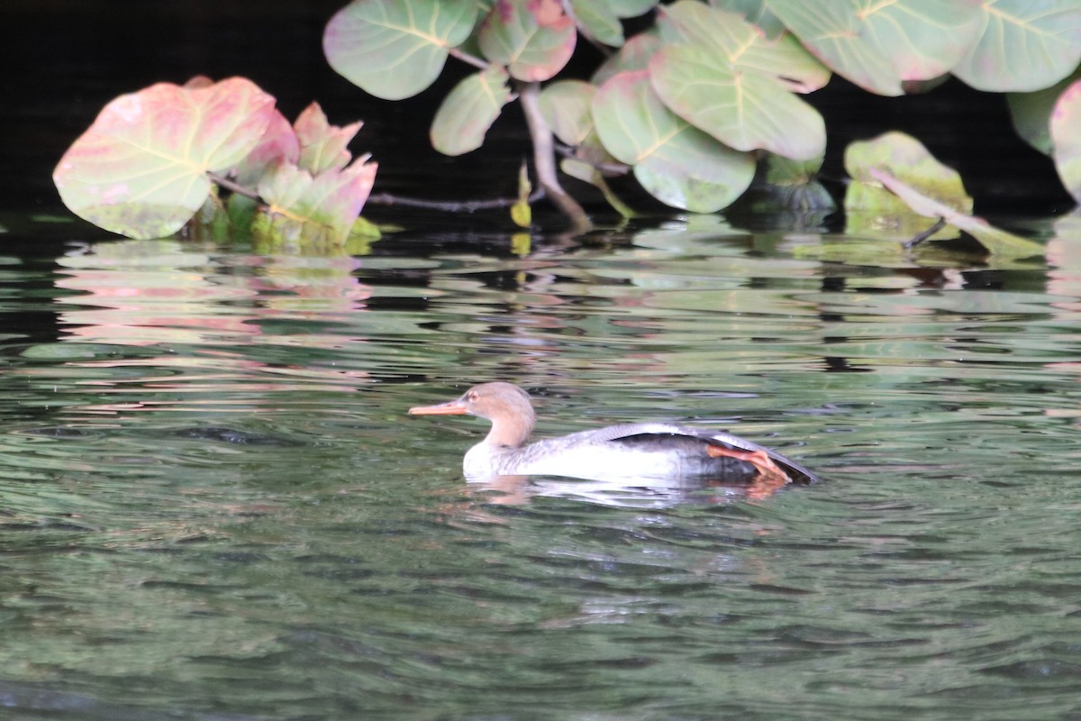 Red-breasted Merganser - Philip Andescavage
