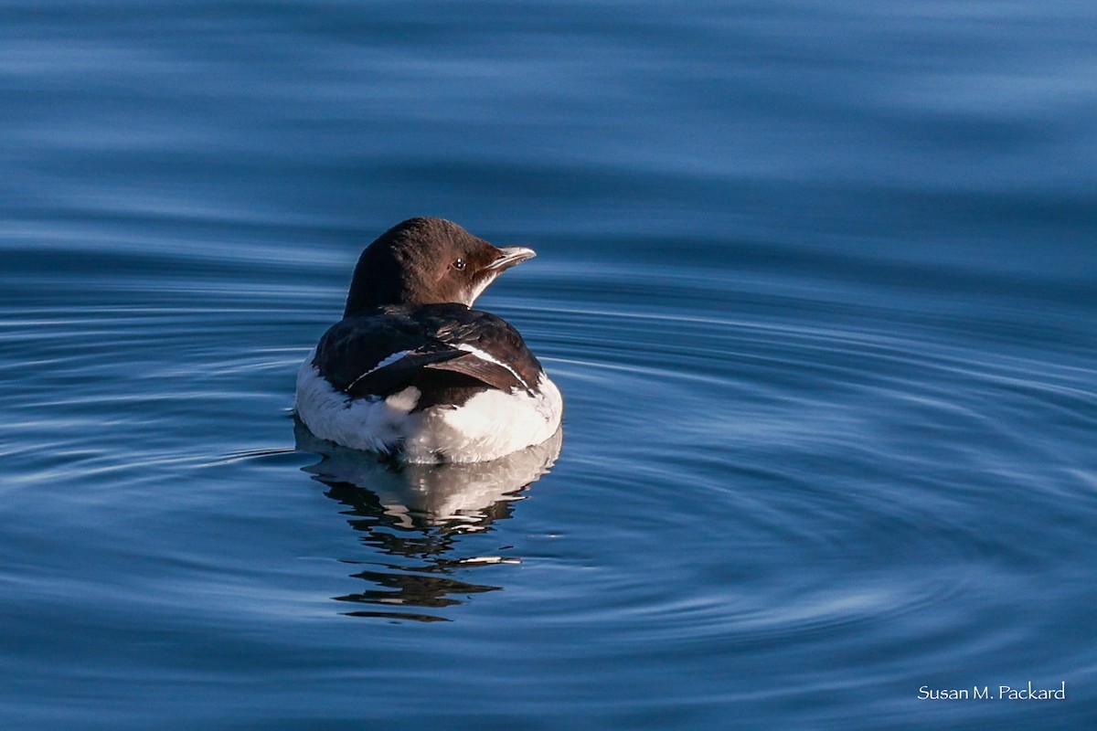 Thick-billed Murre - ML614574420