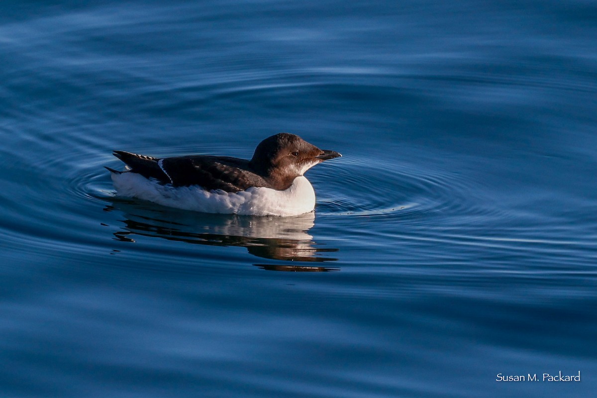 Thick-billed Murre - ML614574421