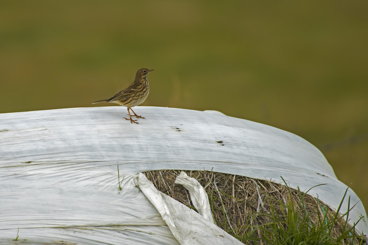 Meadow Pipit - ML614574543