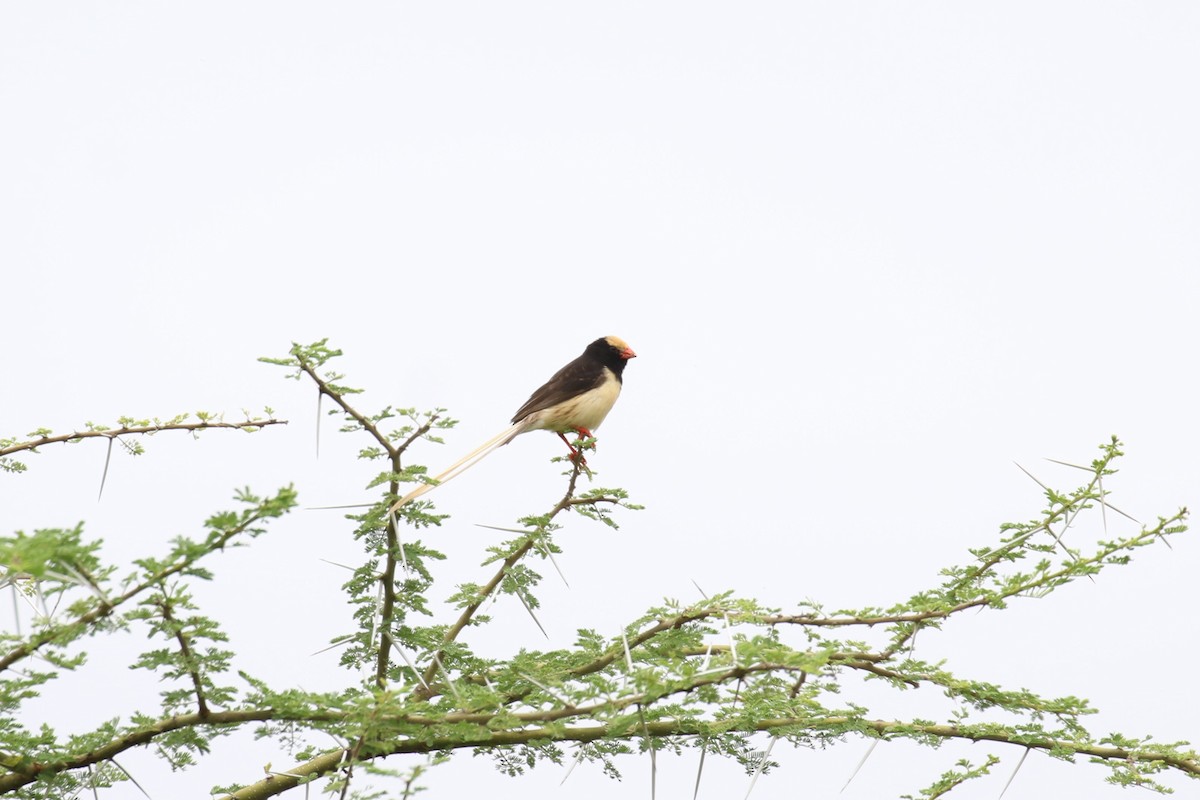 Straw-tailed Whydah - ML614574710