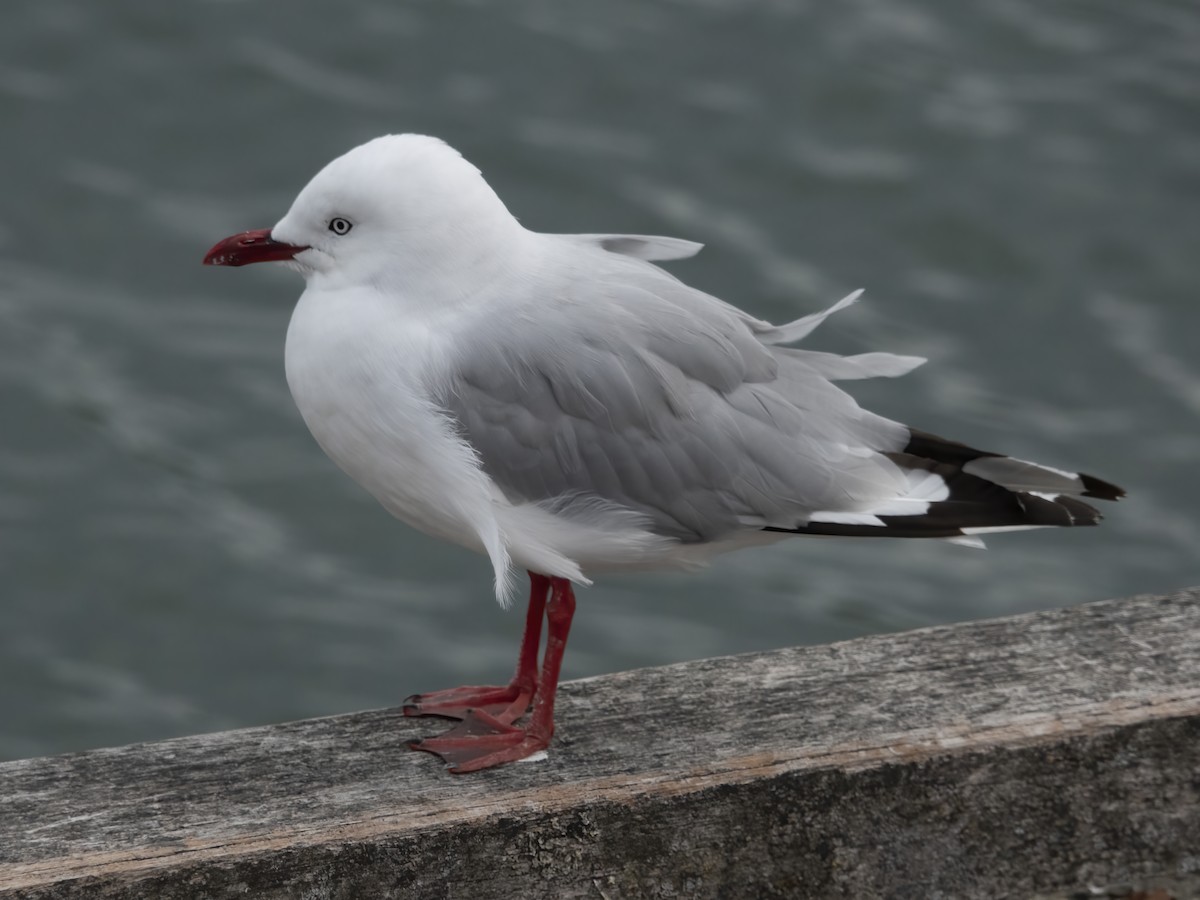 Silver Gull (Red-billed) - ML614574902
