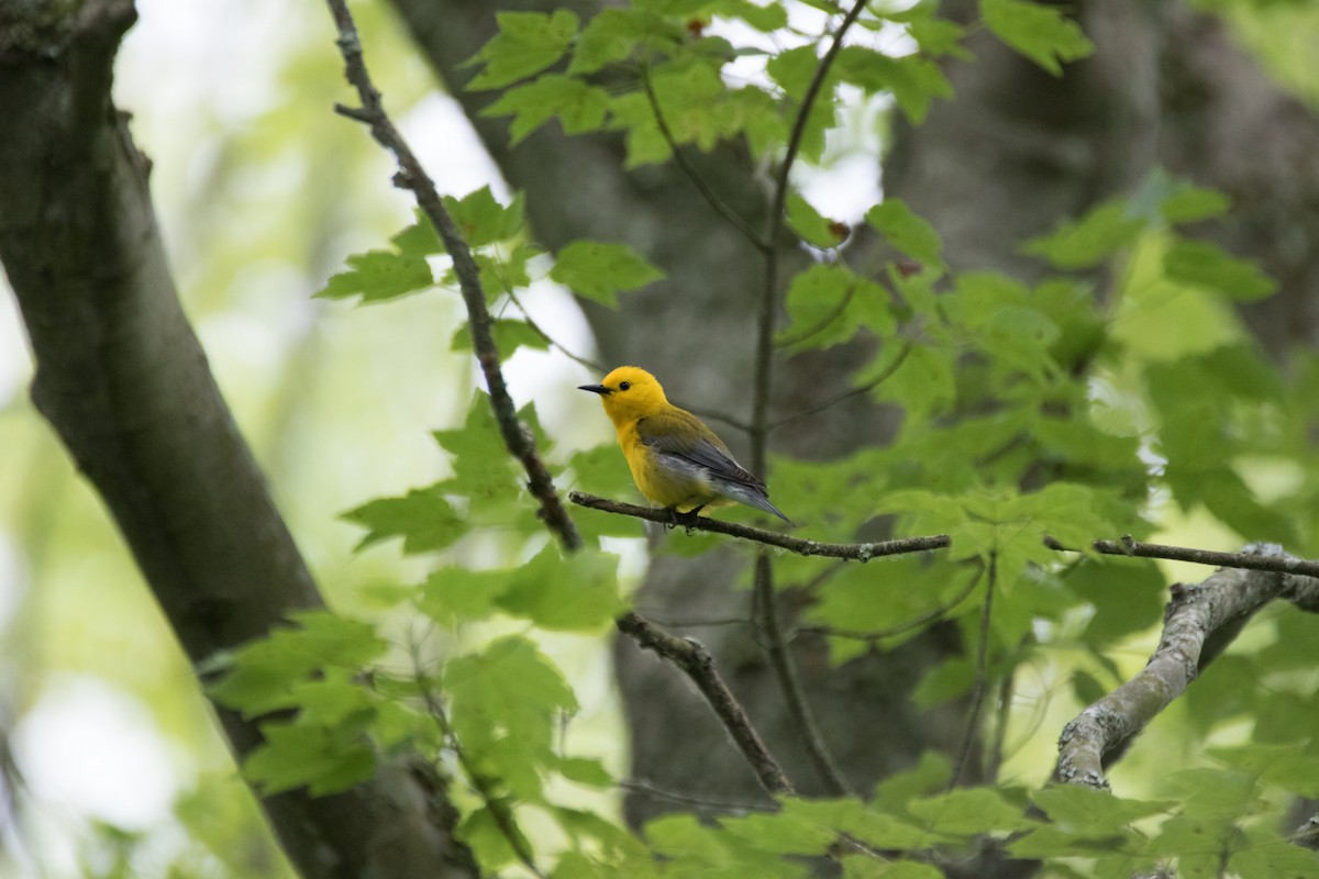 Prothonotary Warbler - ML61457501