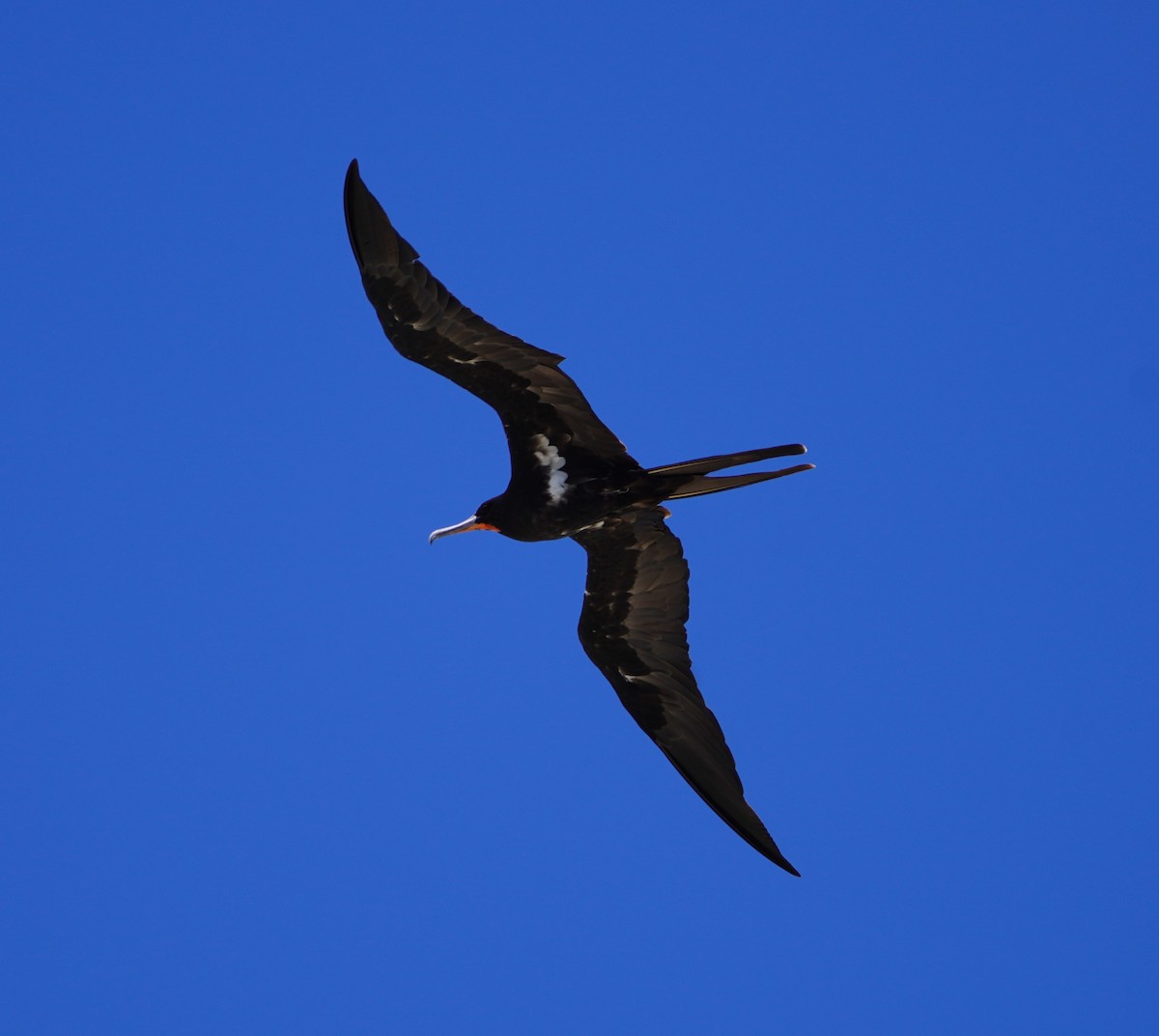 eBird Checklist - 6 Feb 2024 - Lady Elliot Island - 17 species