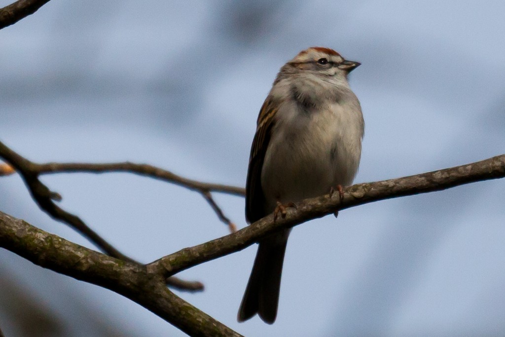 Chipping Sparrow - ML614575282