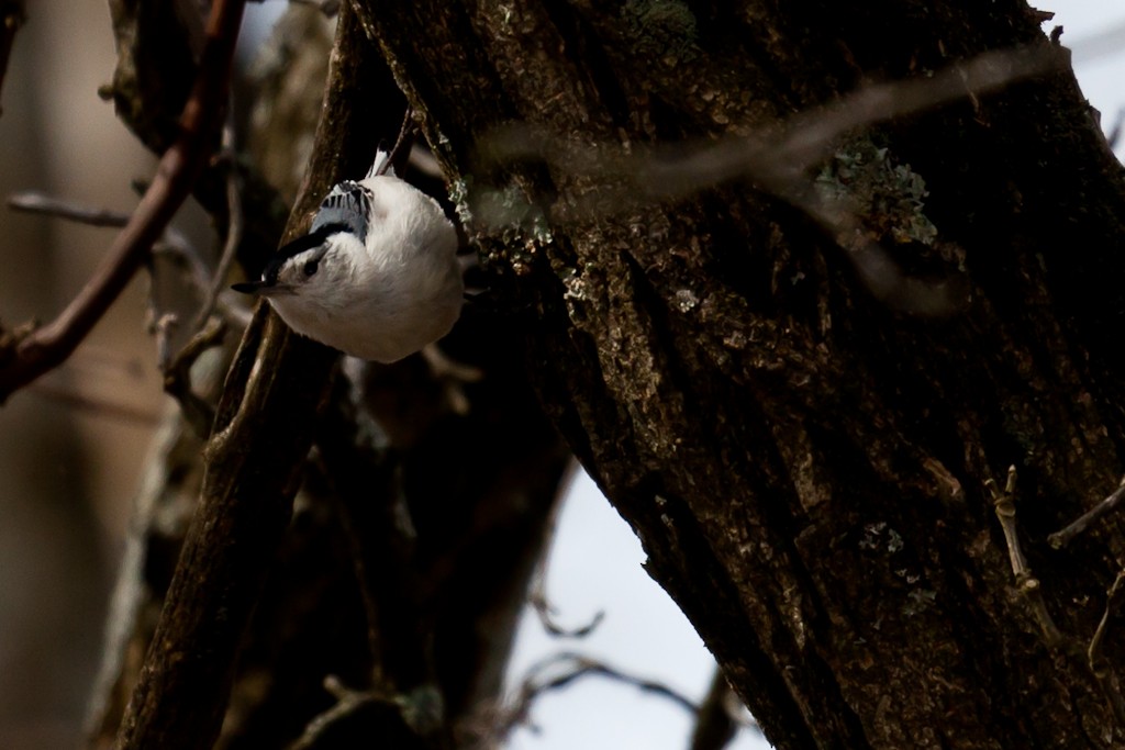 White-breasted Nuthatch - ML614575325