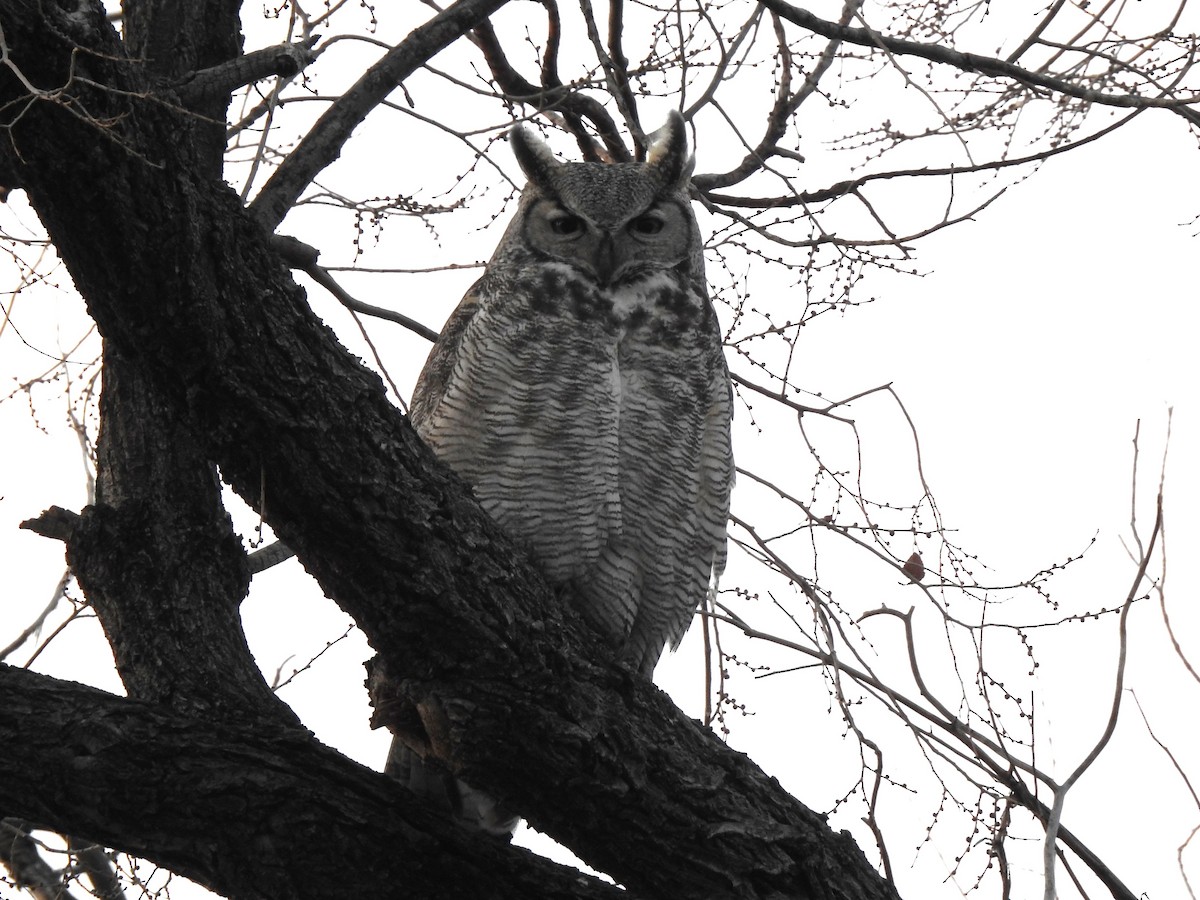 Great Horned Owl - ML614575452