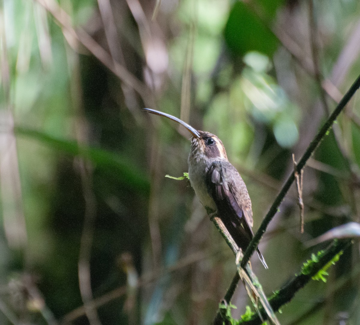 Scale-throated Hermit - ML614575596