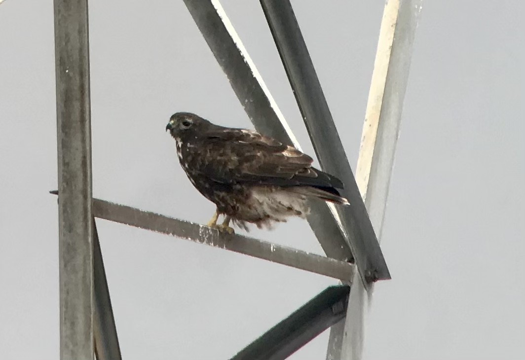 Red-tailed Hawk (Harlan's) - ML614575625