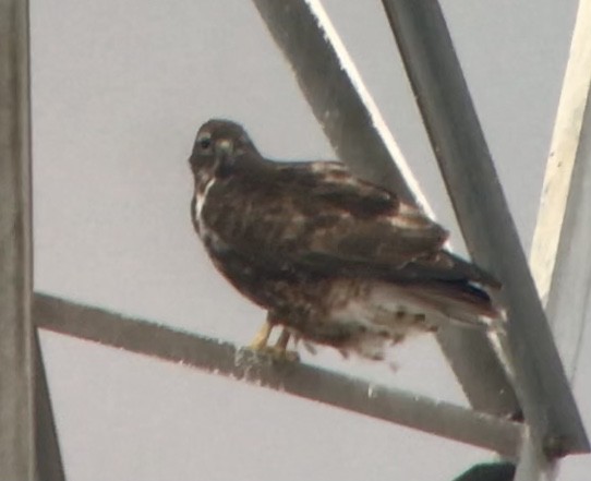 Red-tailed Hawk (Harlan's) - ML614575626