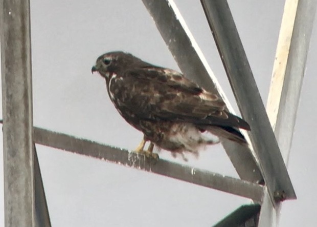 Red-tailed Hawk (Harlan's) - ML614575627