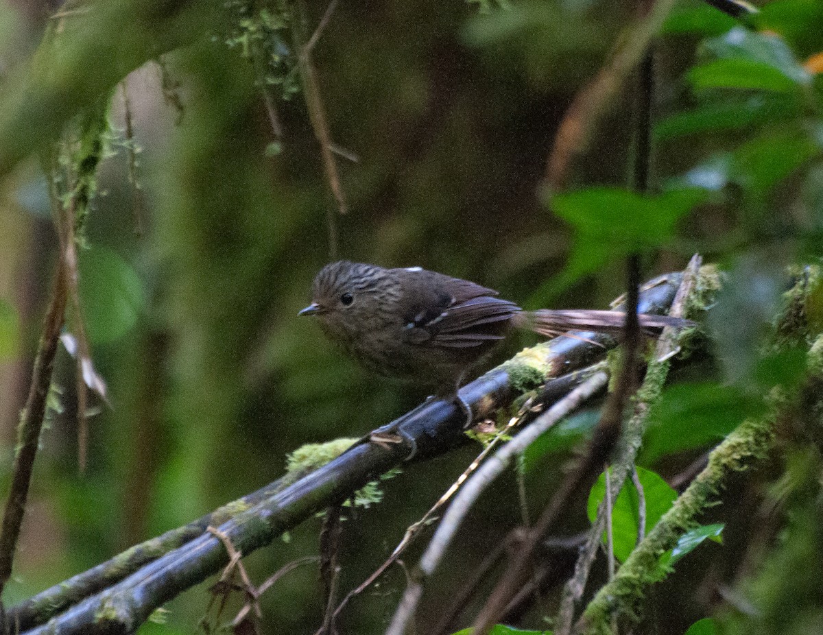 Dusky-tailed Antbird - ML614575655