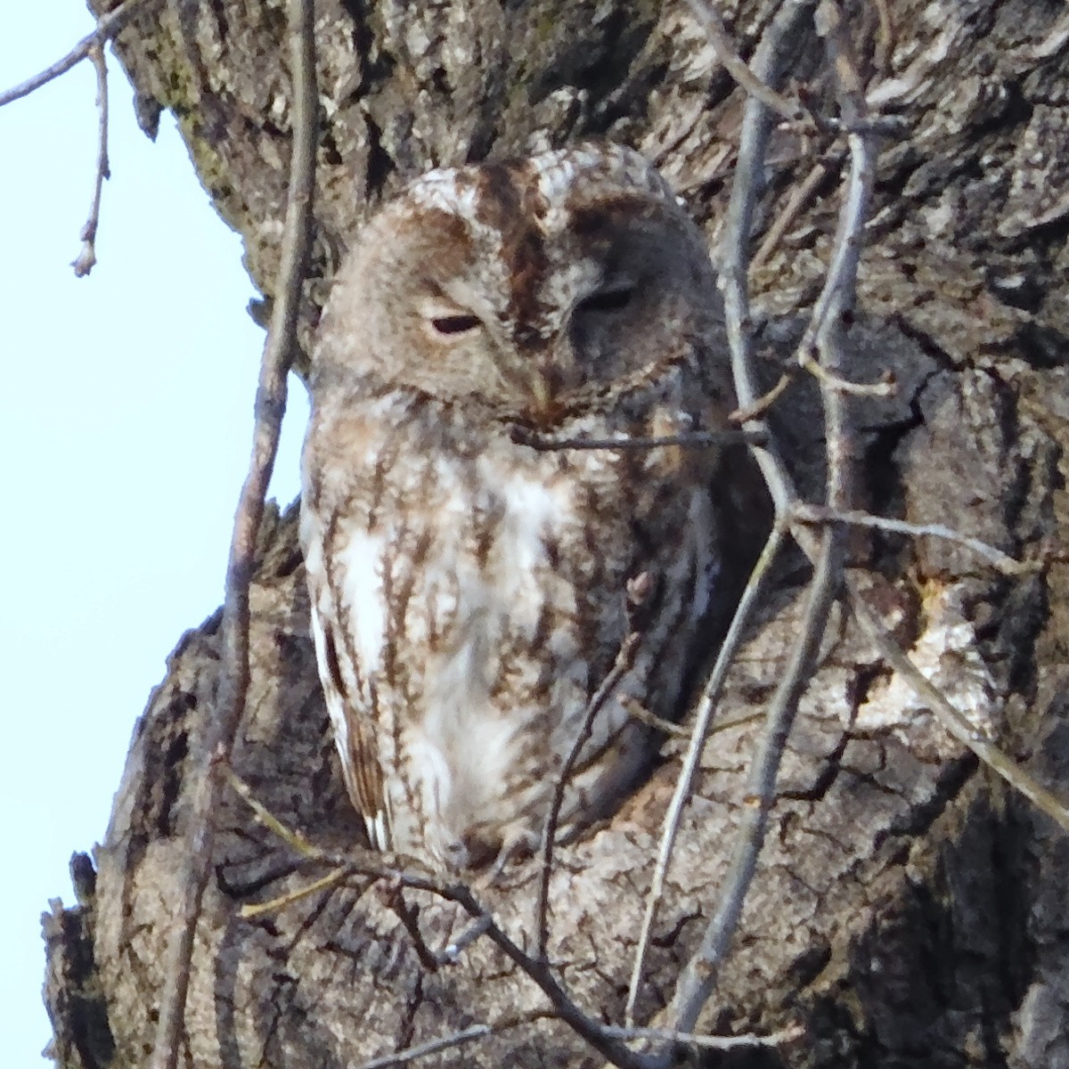 Tawny Owl - ML614576169