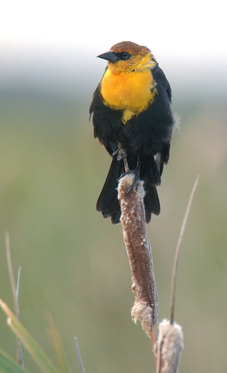 Yellow-headed Blackbird - Leslie Holzmann