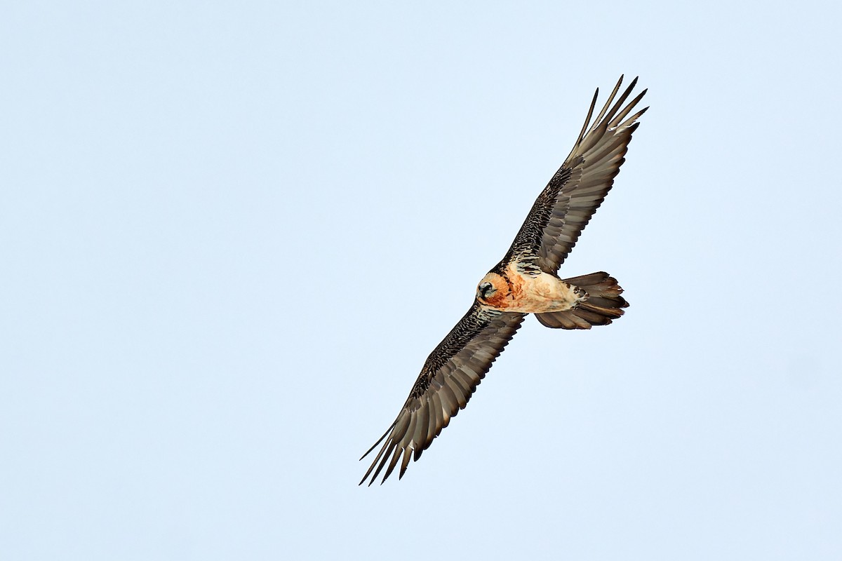Bearded Vulture (Eurasian) - ML614576384