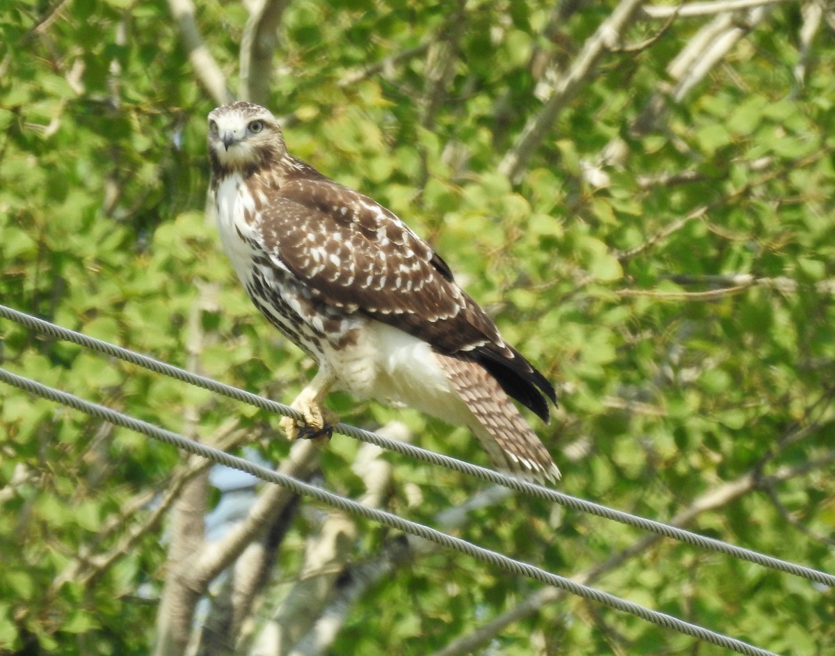 Red-tailed Hawk - ML614576414