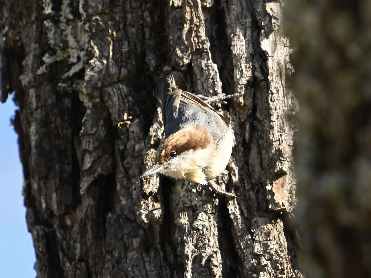 Brown-headed Nuthatch - ML614576440