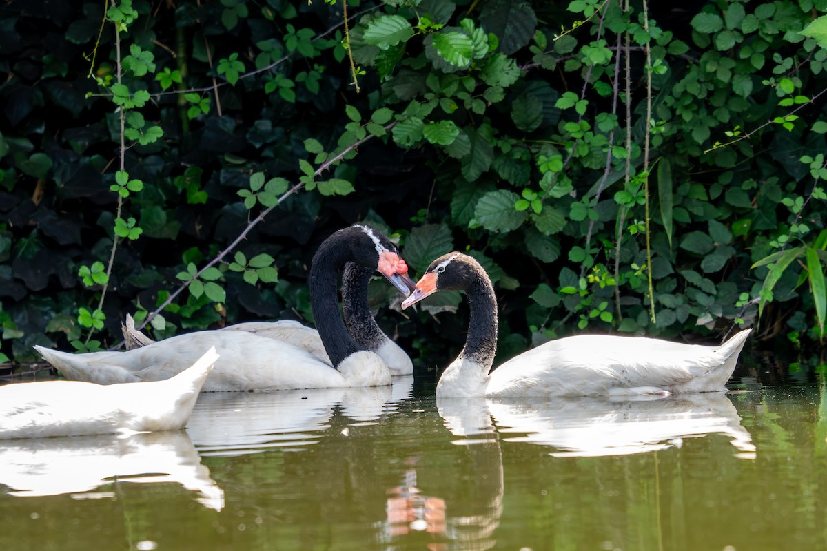 Black-necked Swan - ML614576644