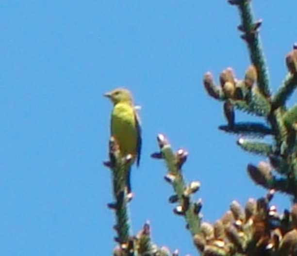 Western Tanager - ML614576668