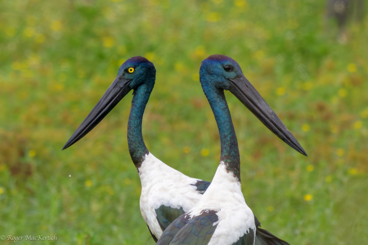 Black-necked Stork - Roger MacKertich