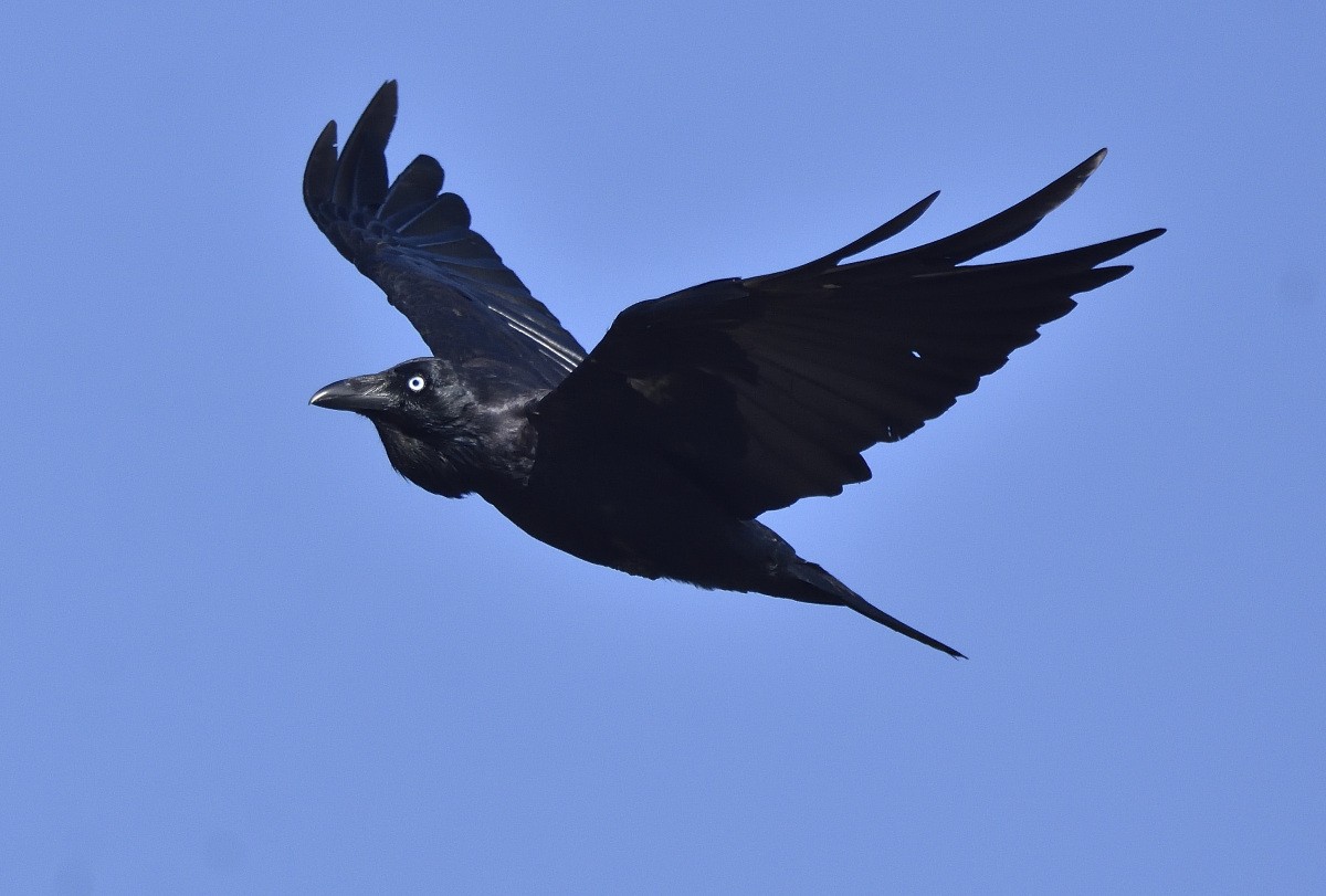 Australian Raven - ML614577135