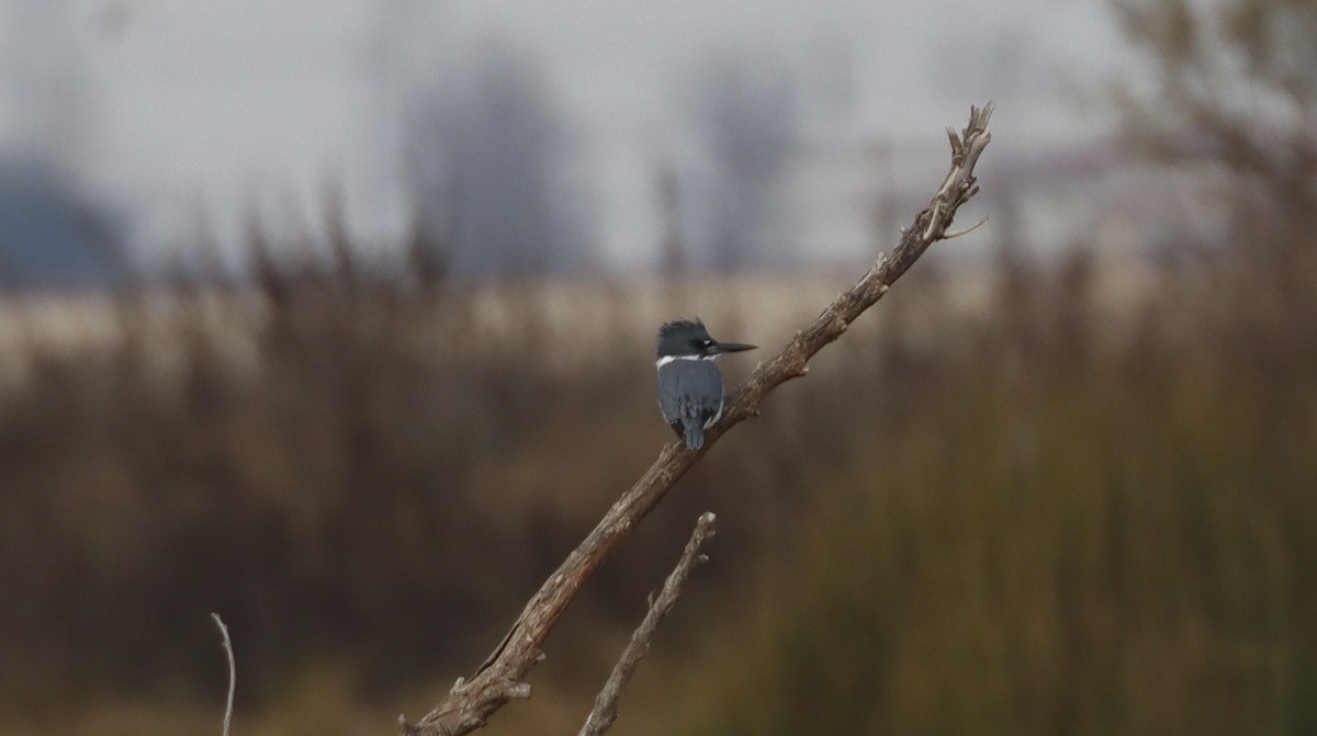 Belted Kingfisher - ML614577196