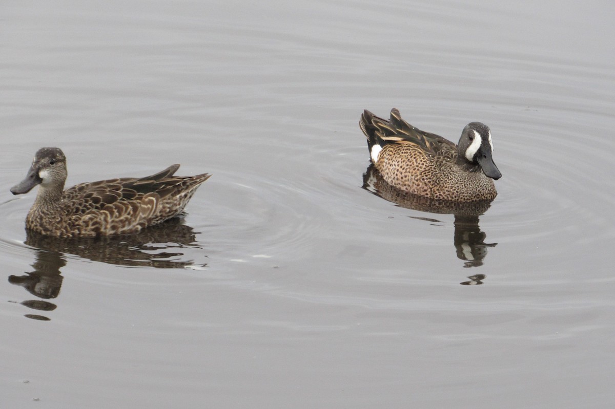 eBird Checklist 8 Feb 2024 Merritt Island NWRBlack Point Wildlife