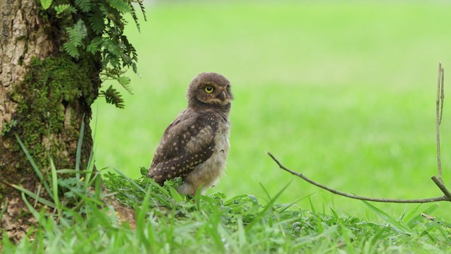 Burrowing Owl - ML614577707