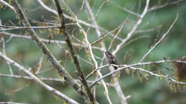 kolibřík fialovouchý - ML614578216